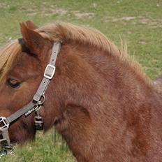 Shetlænder Egedals Rolf (Tidligere hest)