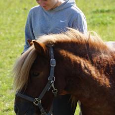 Shetlænder Egedals Rolf (Tidligere hest)