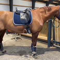 Frederiksborg Nytoftgaards Delia