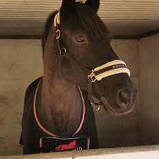 Oldenborg Flash * solgt*