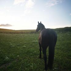 Oldenborg Flash * solgt*