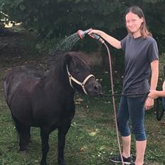 Shetlænder Tullamore Tulle