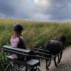 Shetlænder Tullamore Tulle