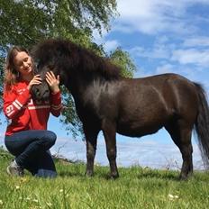 Shetlænder Tullamore Tulle