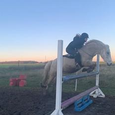 Anden særlig race Jolly jumper