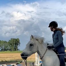 Anden særlig race Jolly jumper