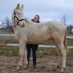 Anden særlig race Quiron Don Primero