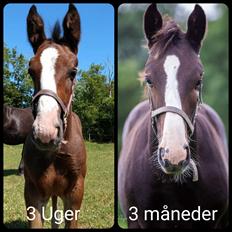 Oldenborg Valentino af Lammefjorden 