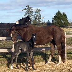 Dansk Varmblod SB Zafira