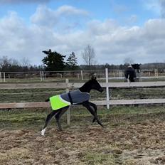 Dansk Varmblod SB Zafira