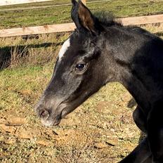 Dansk Varmblod SB Zafira