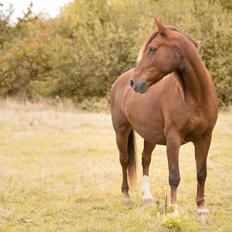 Anden særlig race McQueen 