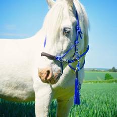 Anden særlig race Snowball 