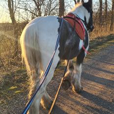 Irish Cob Phoibe