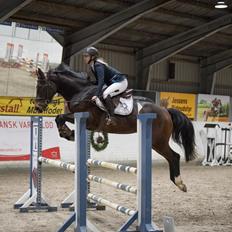 Dansk Varmblod Bøgegårdens gucci
