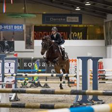 Dansk Varmblod Bøgegårdens gucci