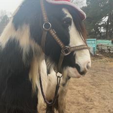 Irish Cob Peter Tullamore 