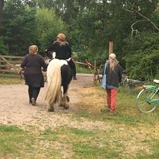 Irish Cob Peter Tullamore 