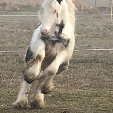 Irish Cob Team hammer's Makita •solgt•