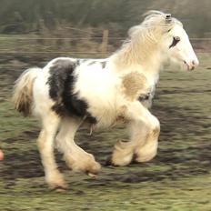 Irish Cob Team hammer's Makita •solgt•