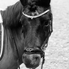 Dartmoor Innis Nissen