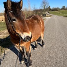 Gotlandsruss Enar aka. Bette (Himmelhest)