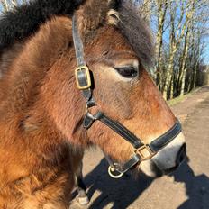 Gotlandsruss Enar aka. Bette (Himmelhest)