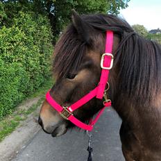 Islænder Hamar fra Pegasus