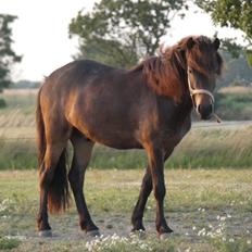 Islænder Hamar fra Pegasus