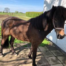 Islænder Hamar fra Pegasus