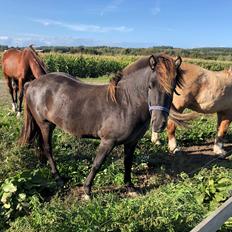 Islænder Afi fra Hektor