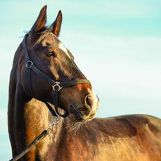 Oldenborg Stald Højgårds Oscar *Oski*