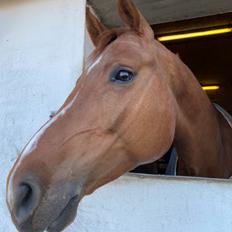 Dansk Varmblod Ali-ane