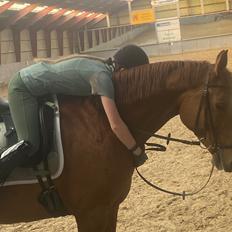 Dansk Varmblod Ali-ane