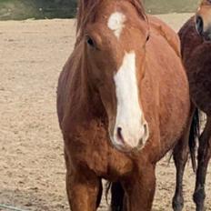 Dansk Varmblod Quality lightfoot