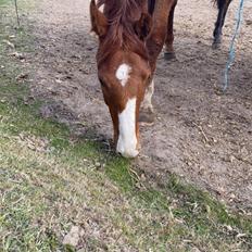 Dansk Varmblod Quality lightfoot