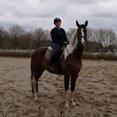 Pinto Løvegaardens Lurifax Wito