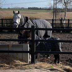 Shetlænder Viola Pilegaard