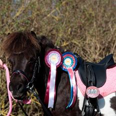 Shetlænder Viola Pilegaard