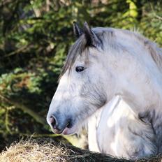 Drumhorse Eigil - Alana's Phantom