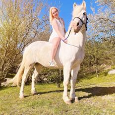 Anden særlig race Snowball 