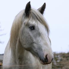 Drumhorse Eigil - Alana's Phantom