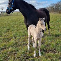 Welsh Partbred (Sec F) Struntze's Real Passion 