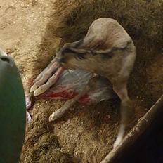 Welsh Partbred (Sec F) Struntze's Real Passion 