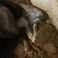 Welsh Partbred (Sec F) Struntze's Real Passion 