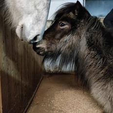 Shetlænder Paradisgården's Mini-Sydney (Emily)