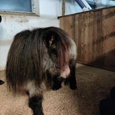 Shetlænder Paradisgården's Mini-Sydney (Emily)