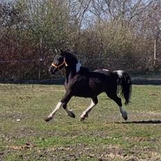 Anden særlig race Keldbækgårds Eärélia SOLGT