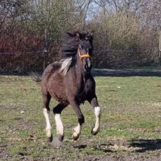 Anden særlig race Keldbækgårds Eärélia SOLGT