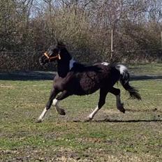 Anden særlig race Keldbækgårds Eärélia SOLGT